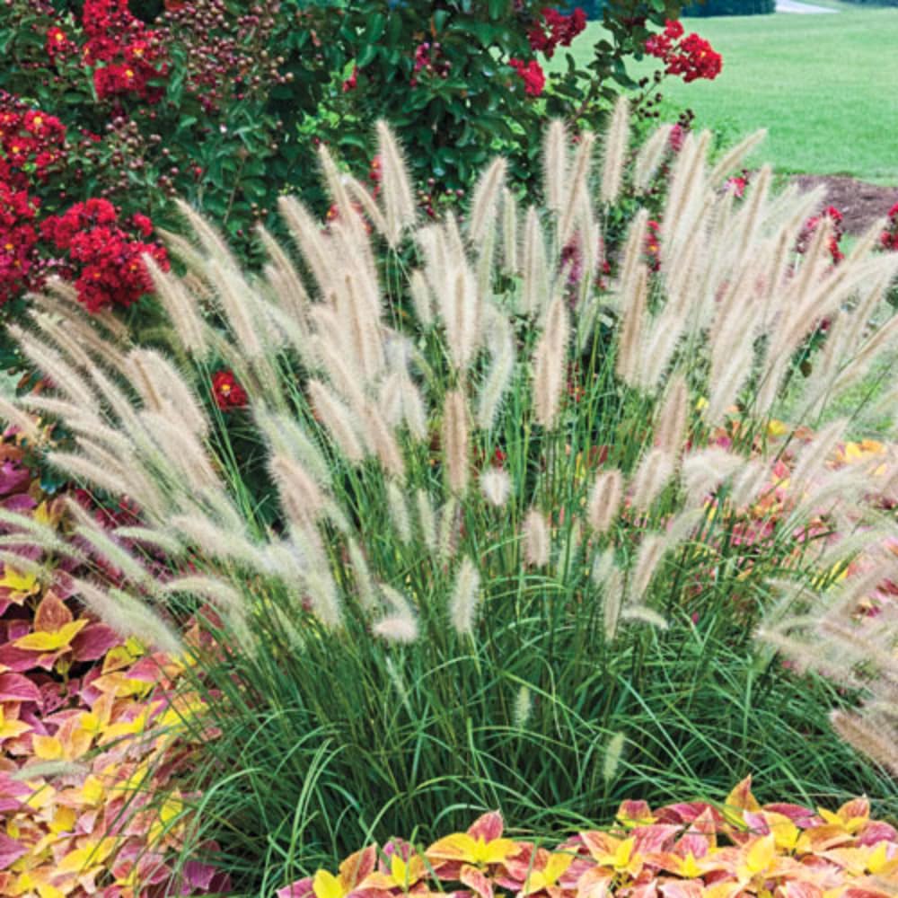 Set 3 Fountain Grass Plants Live Clumps for Planting Your Garden, 4-8 Inch Tall, Ornamental Grasses Live Plants Perennial (Dwarf White Fountain Grass)