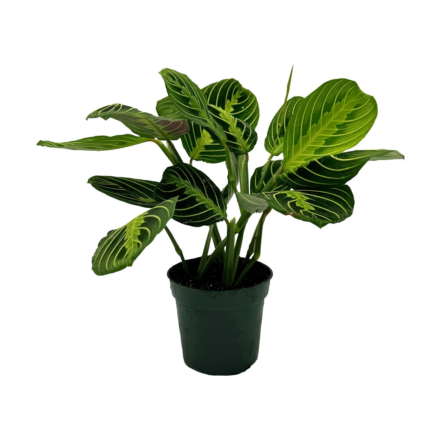 Live Lemon-Lime Prayer Plant - ‘Lemon-Lime Maranta’ Maranta leuconeura - ragnaroc Tropical Plant 7-12” Tall - 1ct - Live Arrival Guaranteed - House Plants for Home Decor & Gift