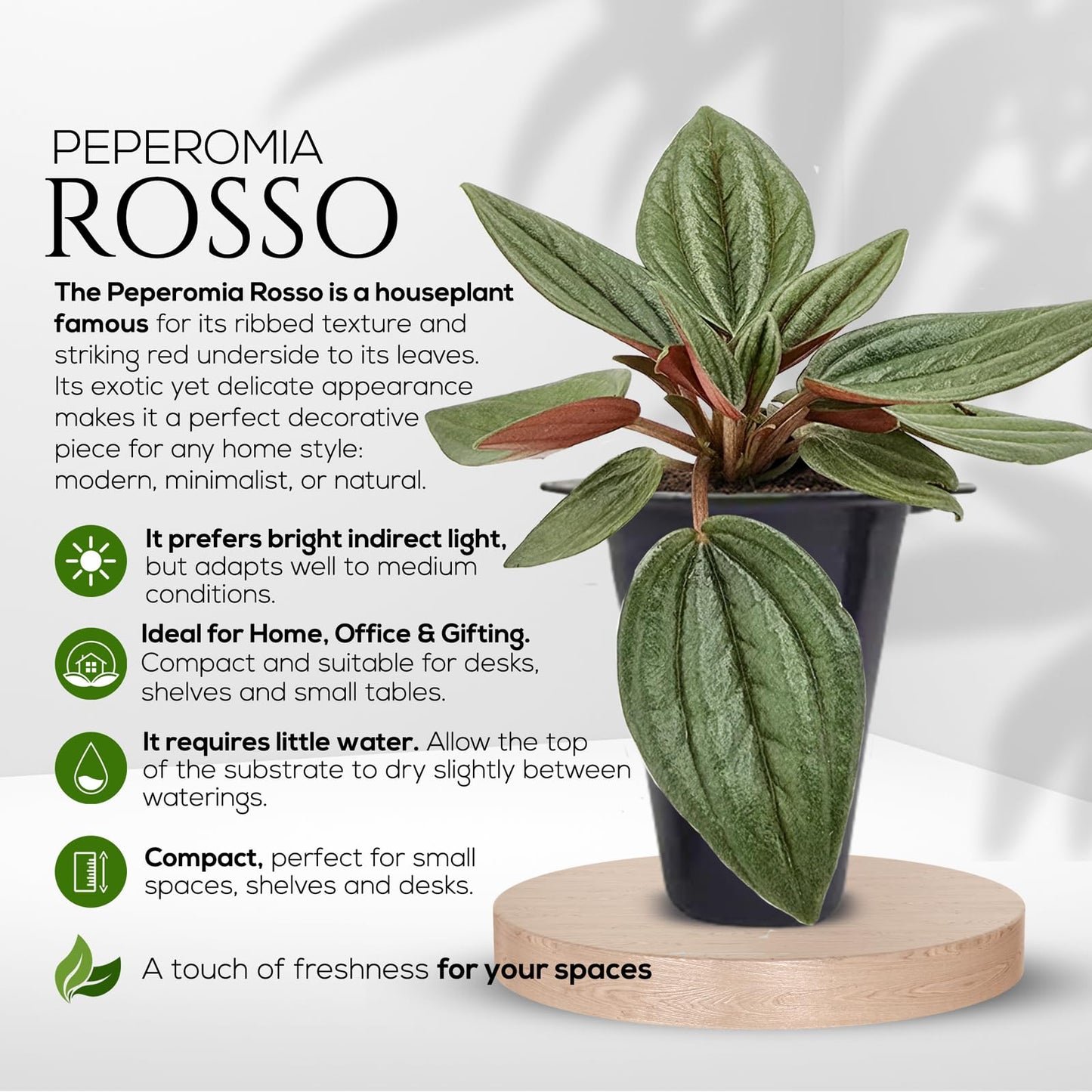 Peperomia Plant Collection (4 Pack)– Set of Rare Varieties | Watermelon, Frost, Eden Rosso & Piccolo Banda | Easy Indoor Houseplants, Live Plants for Home Decor (Peperomia Collection)