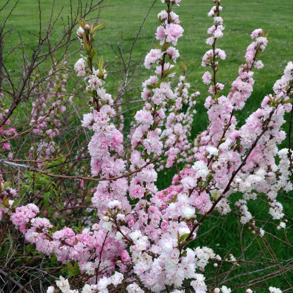 Flowering Almond Plants Tree Live, 7 to 11 Inc Tall, Flowering Plum Bush Live Plant Ornamental Plant Double Pink Flower, Quart Pot