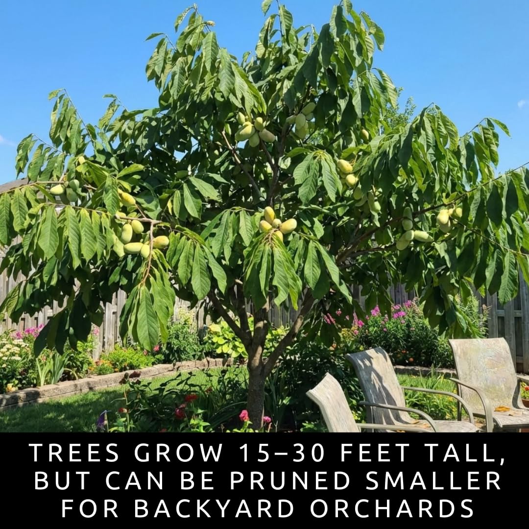 3 Pack Live Pawpaw Trees (Asimina triloba) – Hardy Native Fruit Trees, Tropical Flavor Fruit, Fast Growing Shade Trees for Outdoor Garden & Backyard