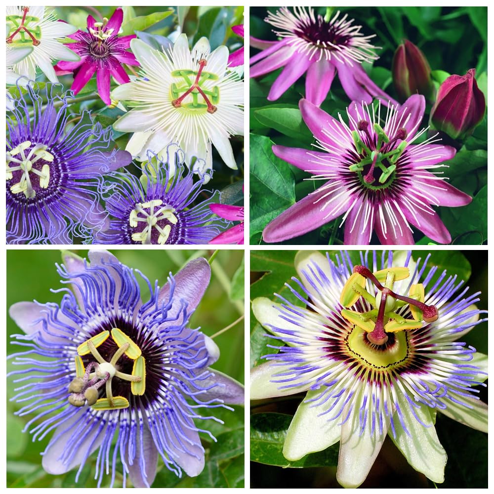 50+Perennial Passiflora Caerulea Passion Flower Seeds for Planting Outdoor-Edible Fruit Plant Attract Butterflies and Bees