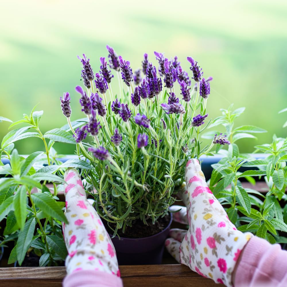 2 French Lavender Plants Live Outdoor Indoor, in 4" Pots, Cold Hardy Fragrant Perennial Herb for Garden and Landscape, 4-8 Inch Tall