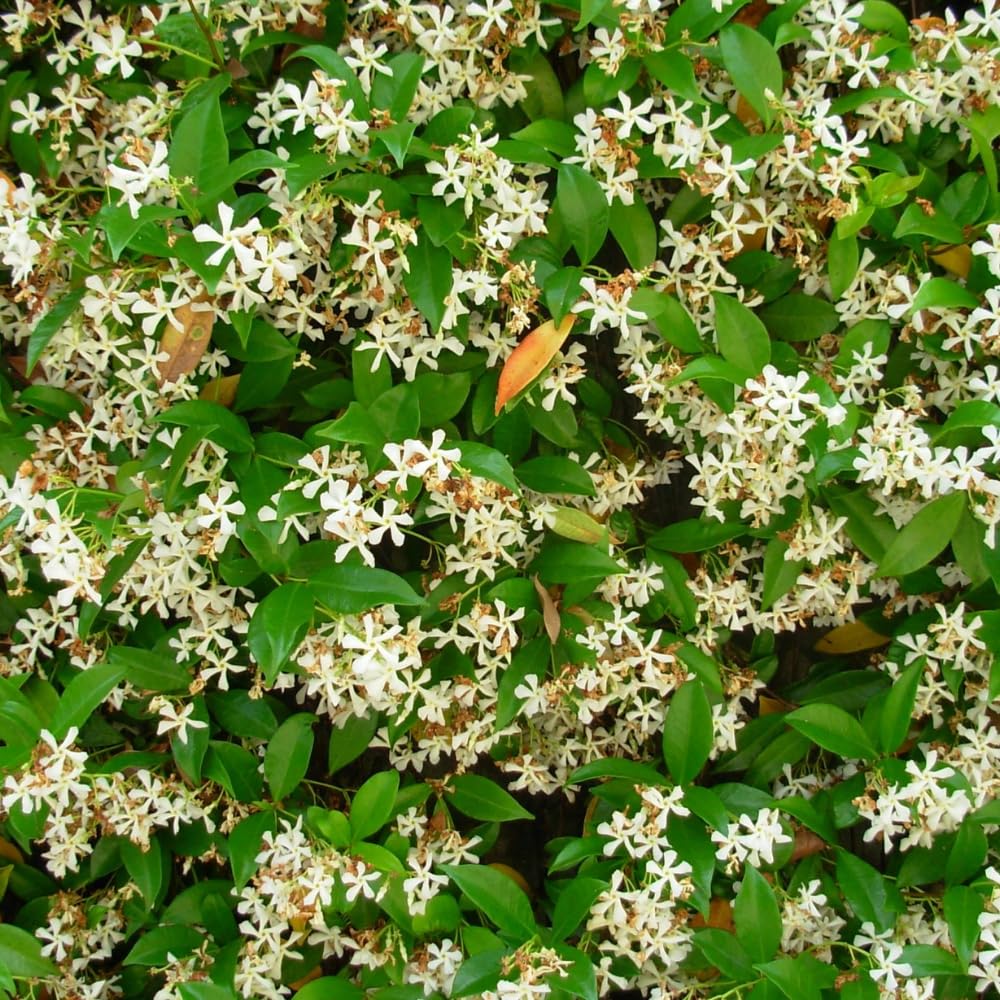 Jasmine Plant, Fragrant Jasmine Flower Vine 4-8 Inches Well Rooted for Container, Hanging Basket Growing (Star)