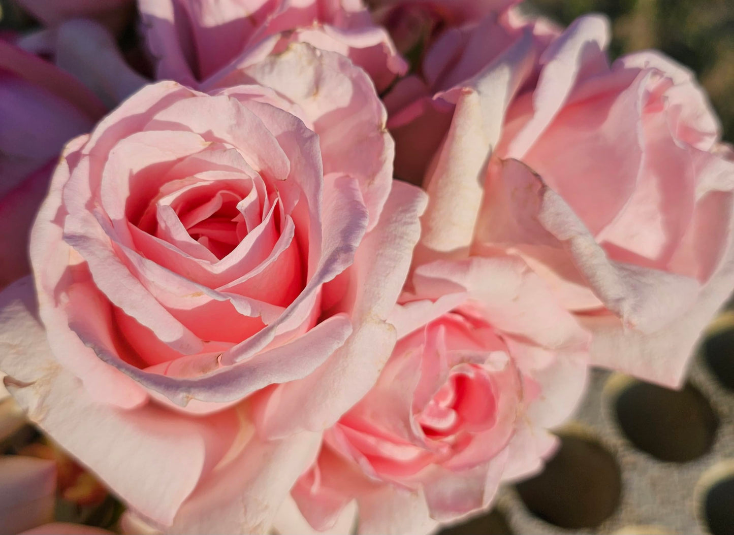 Ma Cherie Roses, Brides Dream Rose Bush, Rose Bushes Ready to Plant, 2 Quart Pot, Live Plants Outdoor, Plant Gifts, Roses, Perennial Plants, Outdoor Plants Live (Light Pink - Brides Dream)