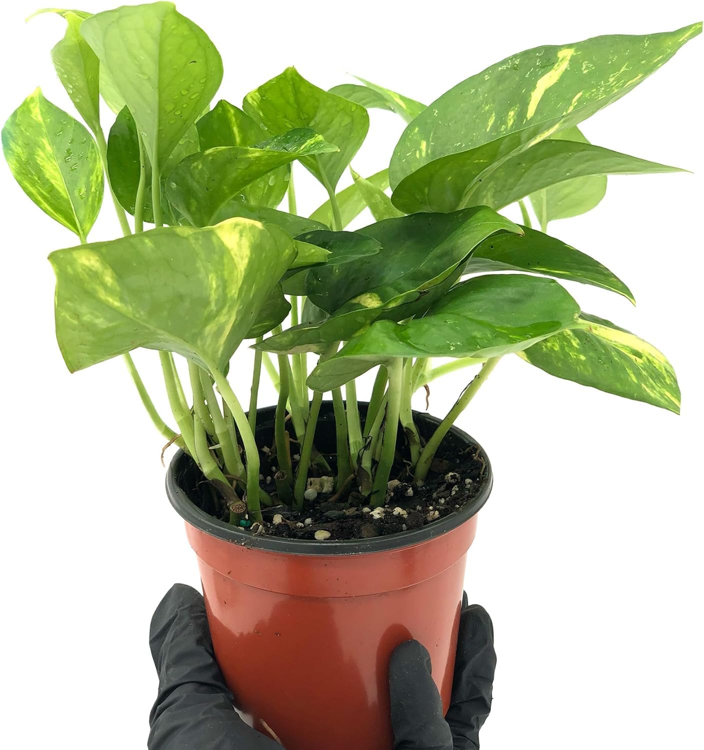 Live Pothos Plant - Epipremnum aureus Golden Pothos Plant - ragnaroc Tropical Plant 5-8” Tall - 2ct Live Arrival Guaranteed - Low Maintenance House Plants for Home Decor & Gift