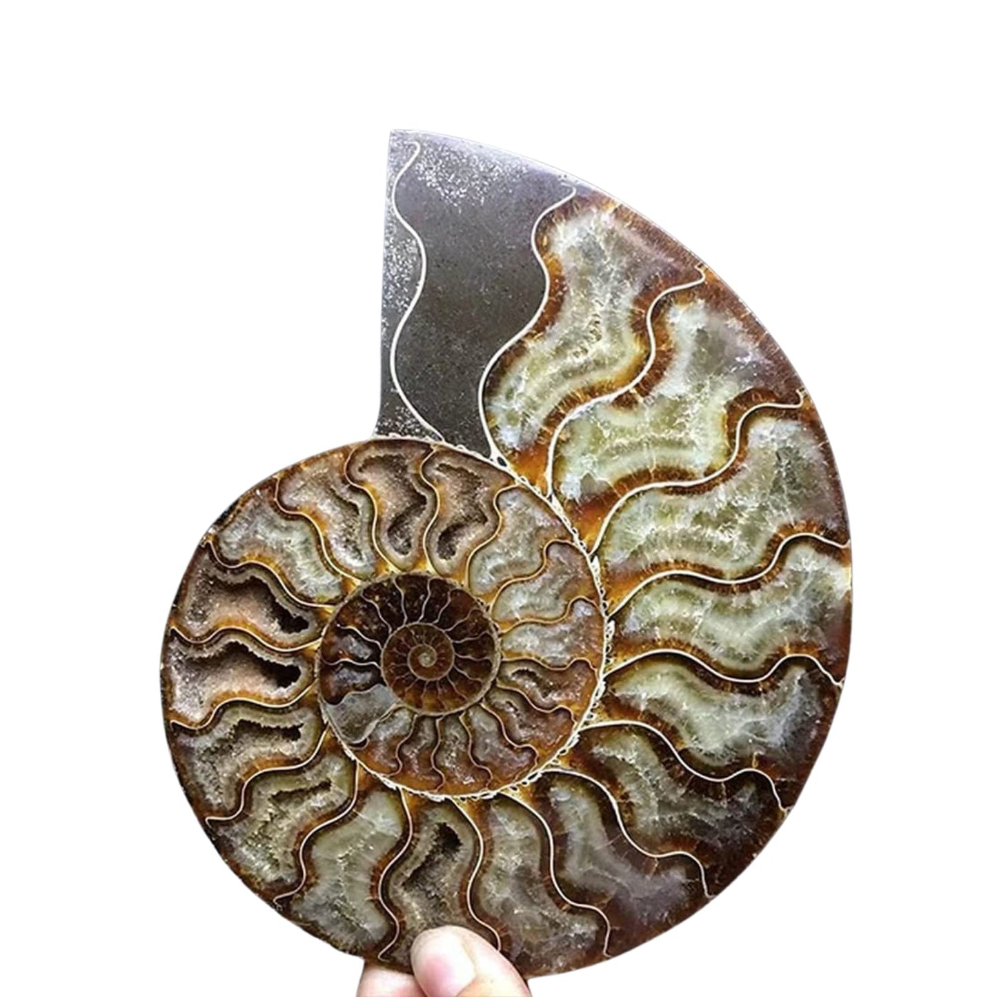 RALDMOV Natural Beautiful Ammonite Fossil Conch Specimen Collectibles Home Decor Gifts Ornament (6-7in)