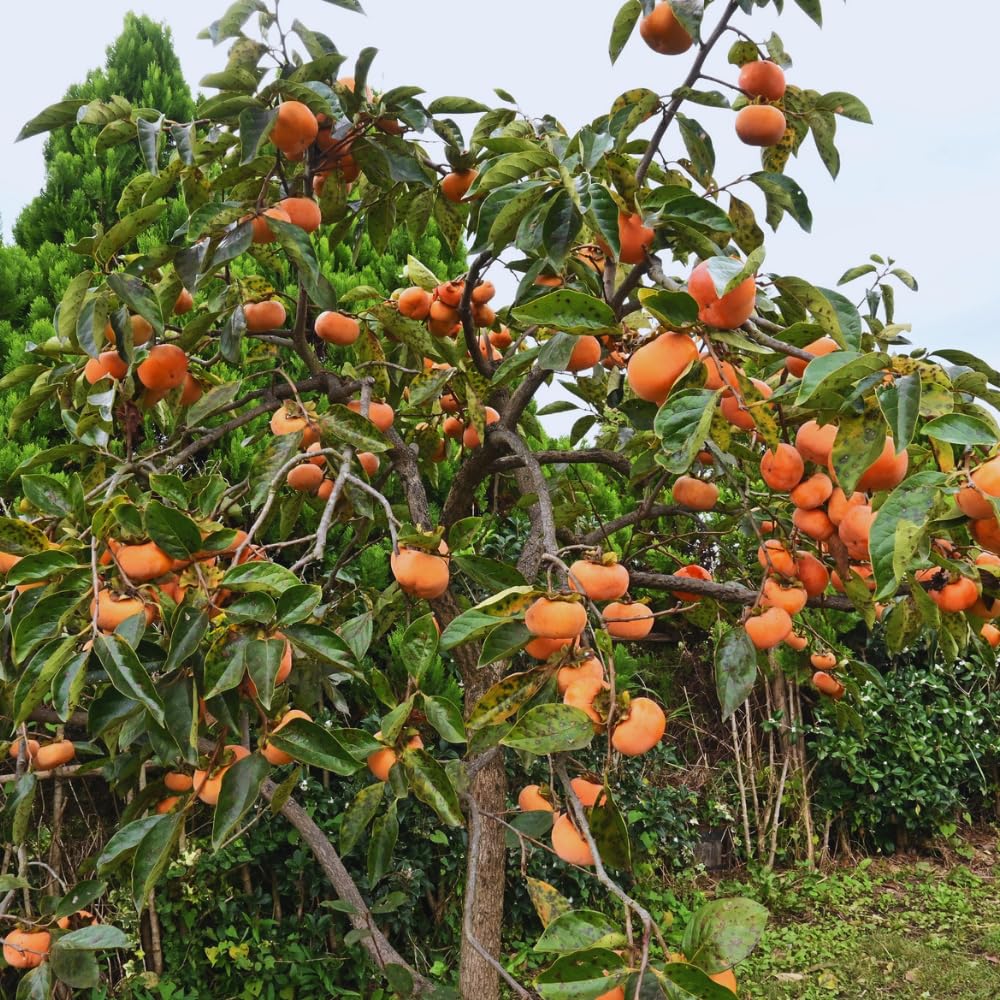 Persimmon Tree Live Plant, 2 to 3 Feet Tall, 3 Gallon Pot, Orange Persimmon Fruit Plant Live Gardening, No Ship to CA