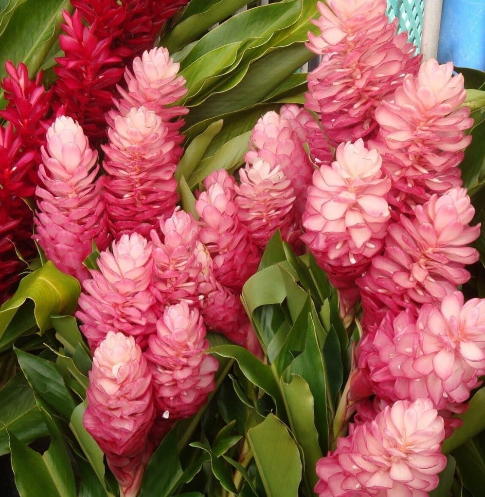 Live Plant - Hawaiian Hot Pink Ginger-Alpinia Purpurata- Small Rooted Starter Plant