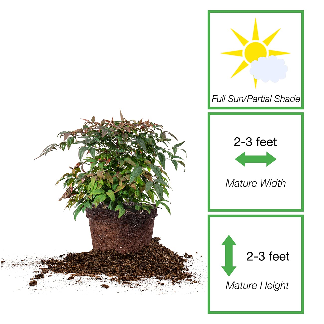 PERFECT PLANTS Firepower Nandina 3 Gal. Pot | Heavenly Bamboo | Low Maintenance | Eye Catching Green and Blush Pink Foliage