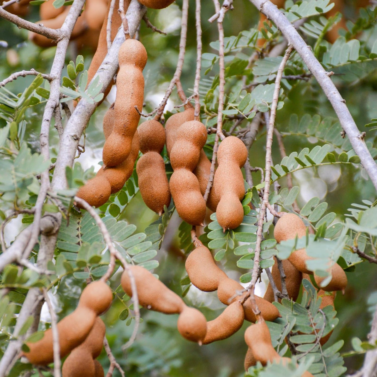 Tamarind Tree Live Plant in 4 Inch Pot, 6-10 Inches Tall for Outdoor Growing, Tropical Fruit Tamarind Plants