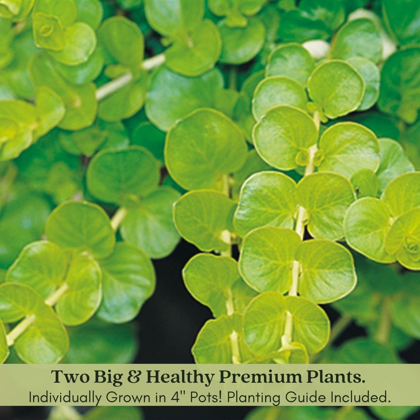 Clovers Garden Creeping Jenny Goldi Plants Two (2) Live Plants – Non-GMO - Not Seeds - Each 4" to 8" Tall – in 4" Inch Pots - Lysimachia, Perennial, Cascading