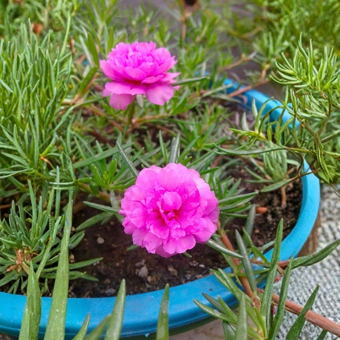 4 Portulaca Plants Live, Moss Rose Flower Plant for Outdoor Garden, Ground Cover Plant for Patio Containers, Borders or Landscape 4-7 Inches (Deep Pink)