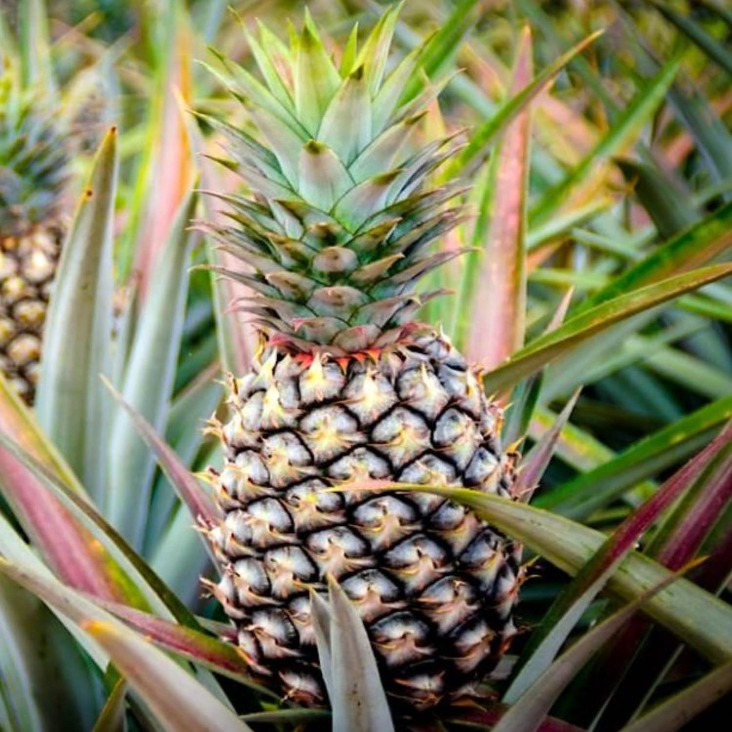 4 Sugarloaf Pineapple Fruit Trees Live Plants, Pineapple Seedlings for Backyard Gardening, Pineapple Plants Live