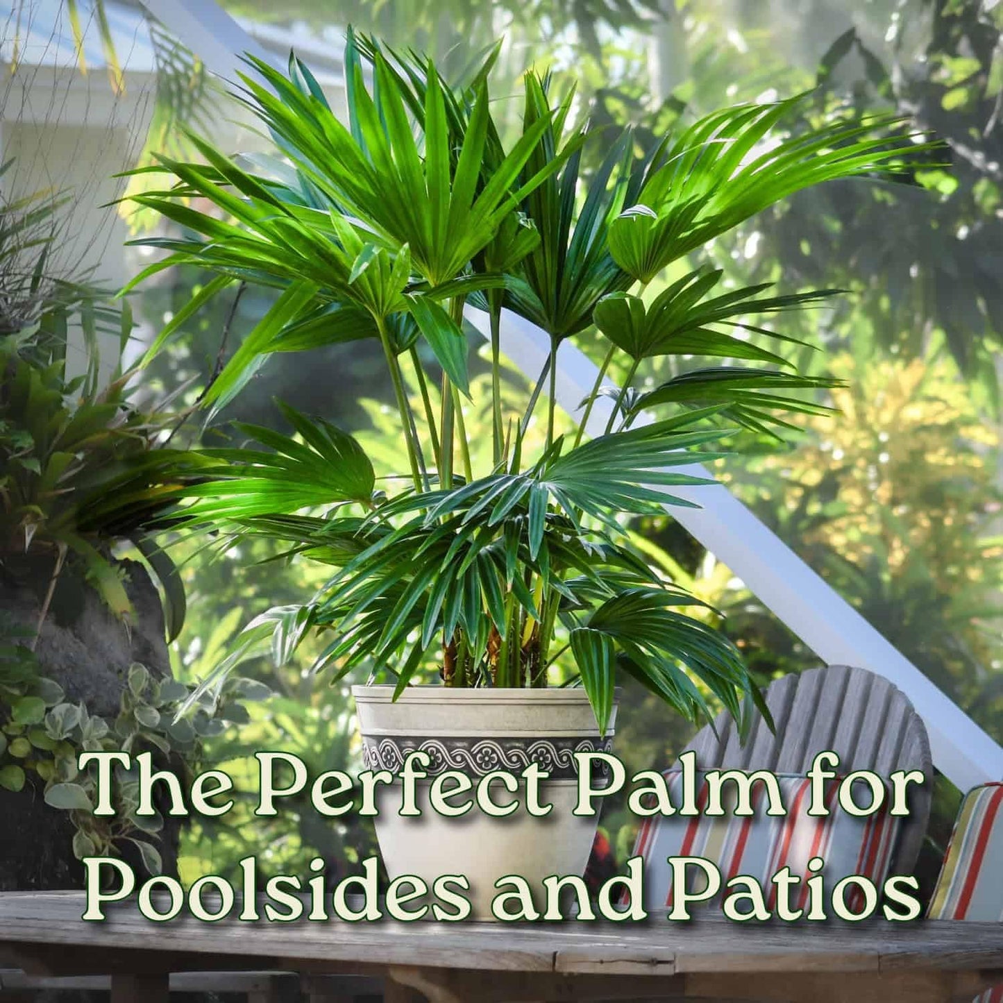 Fountain Palm Tree - Fan Palm - Overall Height 30" to 32" - Large Plant - Houseplant - Tropical Plants of Florida (Plant Only)