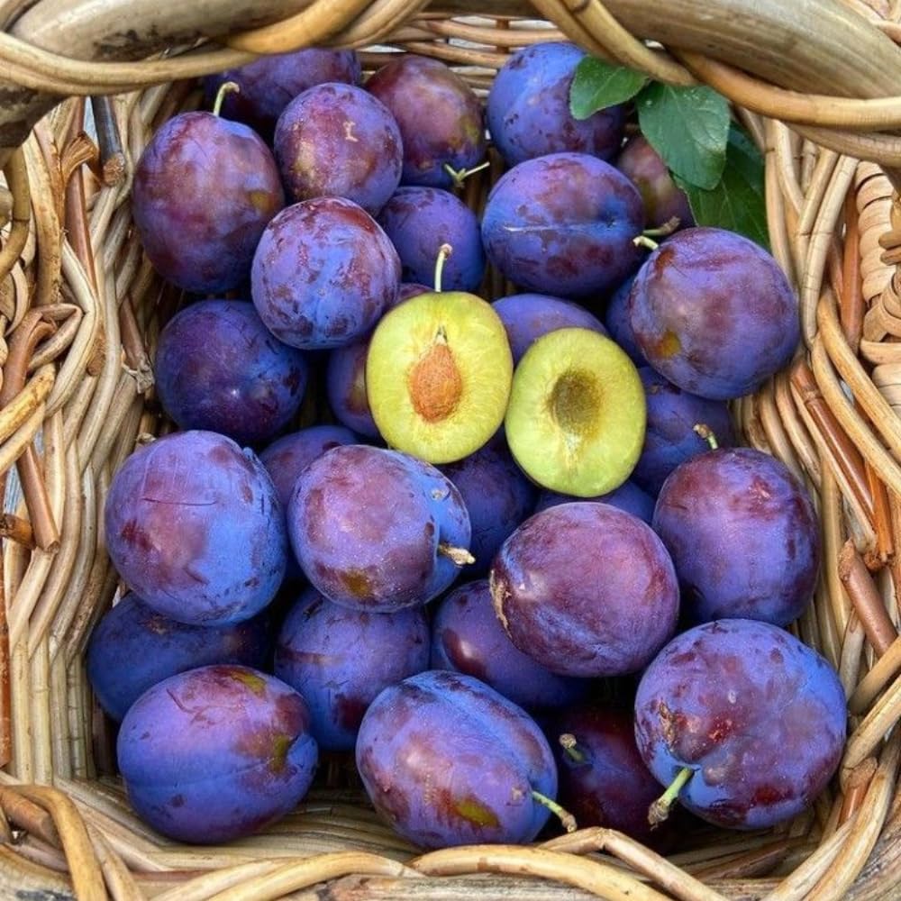 Purple Plum Tree Plant, 3 to 4 Ft Tall, Sweet Plum Fruits Live Plant for Planting Home Garden, Cold Hardy, Bareroot, Dormant
