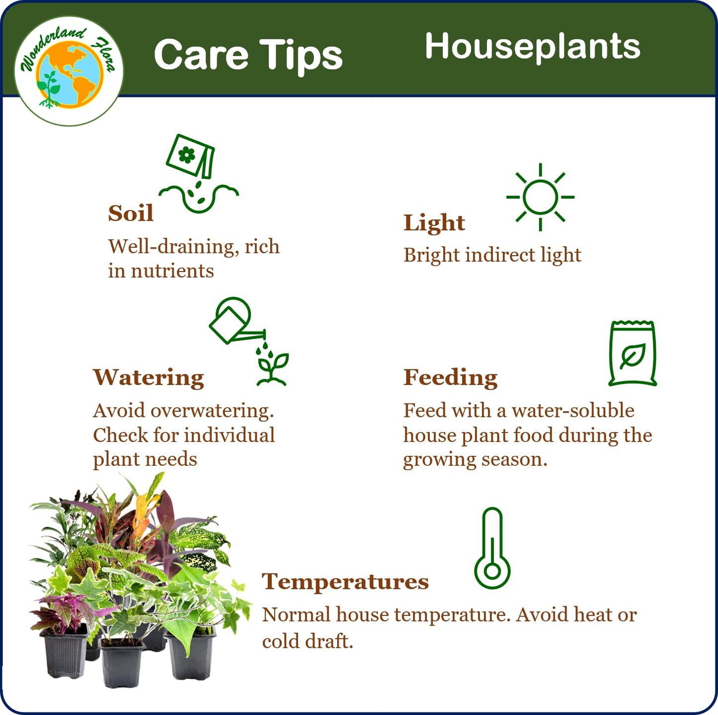 4PK 3'' Pot Live Plant Collection, No Duplicates for up to Four Packs (16 Plants), Live Indoor Houseplants, Live House Plants, Easy to Grow, Indoor Gardening, Home, Office Décor, Gifts
