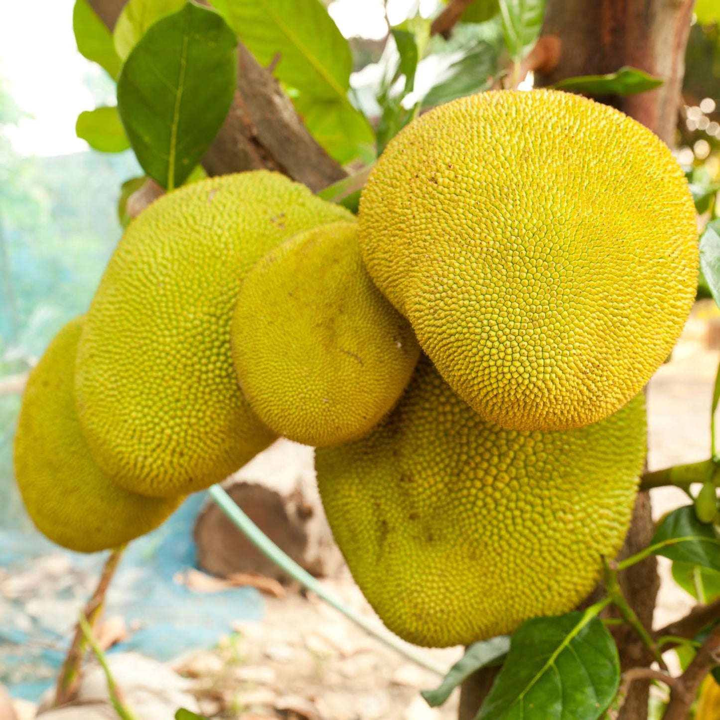 15 Jackfruit Seeds for Planting, Tropical Jackfruit Tree Seeds Indoor Outdoor
