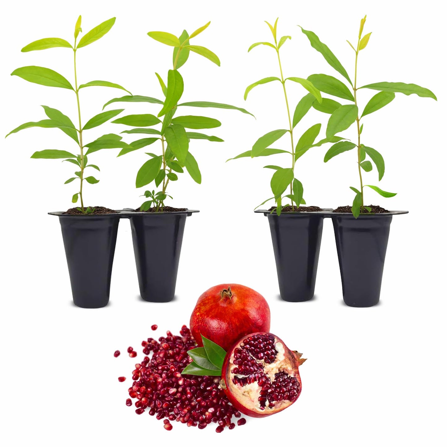 Pomegranate Wonderful Live for Sale (4 Pack) | Easy to Grow Plants | Edible Fruit Plant for Sustainable Living | Grow Your own Food on Your Edible Organic Garden| Live for Planting| 2 inch Pot