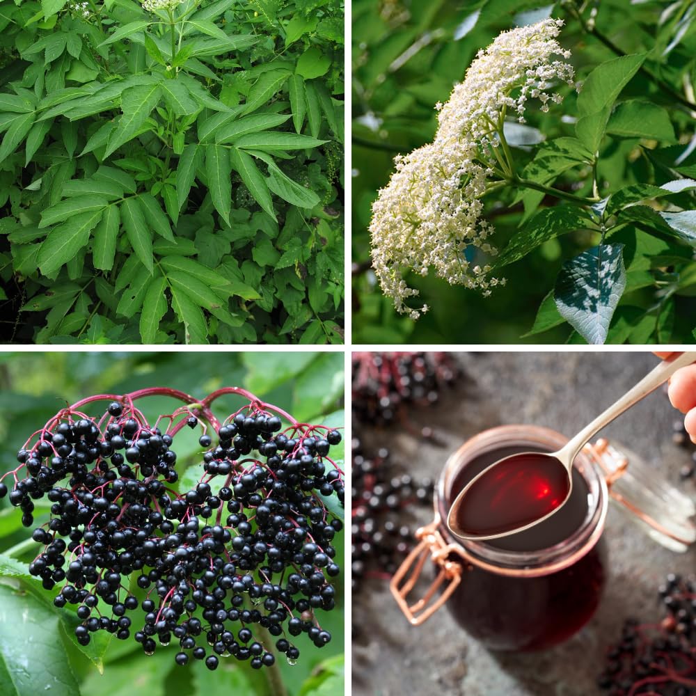 Elderberry Tree Live Plant, Hardy Elderberry Fruit-Bearing Shrub for Garden, 1 Year Old Black Elderberries in Quart Pot
