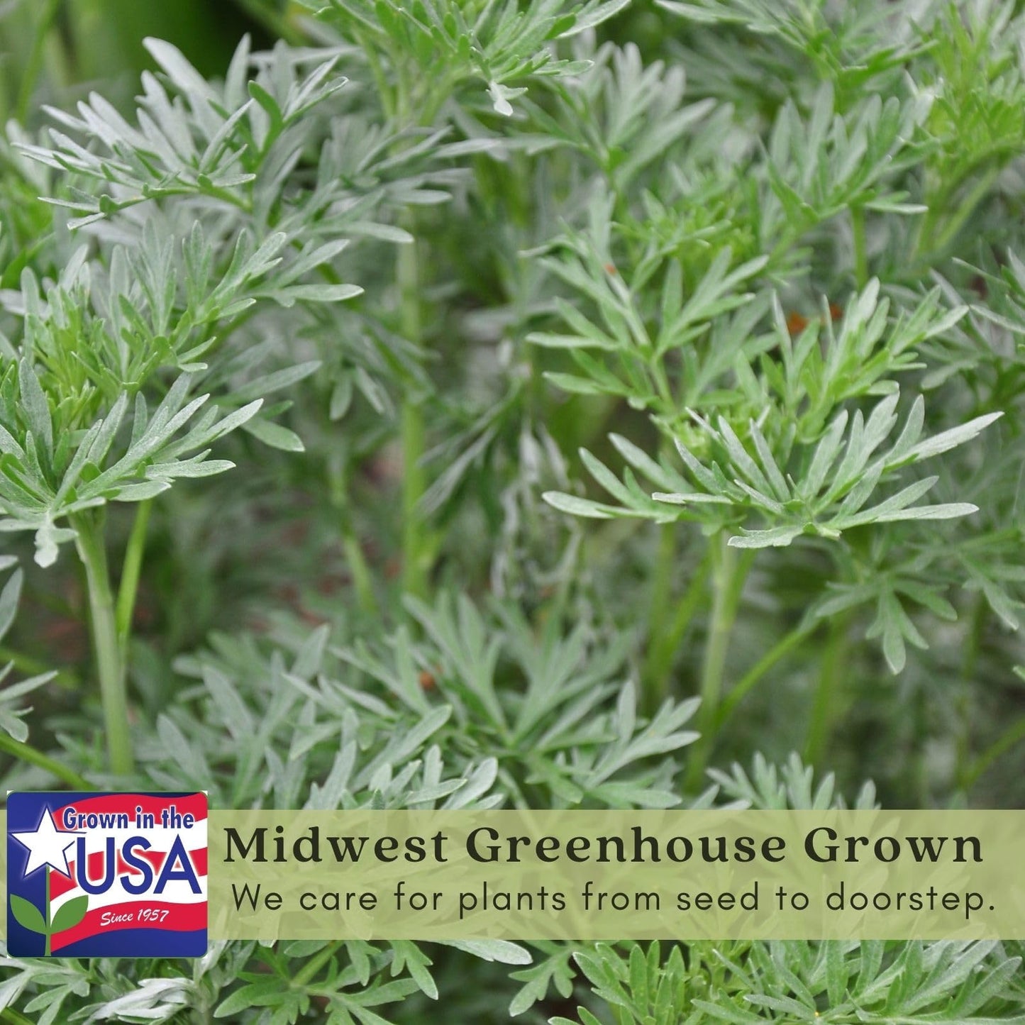 Clovers Garden Artemisia Silver Mound Plants – Two (2) Live Plants – Non-GMO - Not Seeds - Each 4" to 8" Tall – in 4" Inch Pots – Perfect Edging Plant, Tolerates Drought
