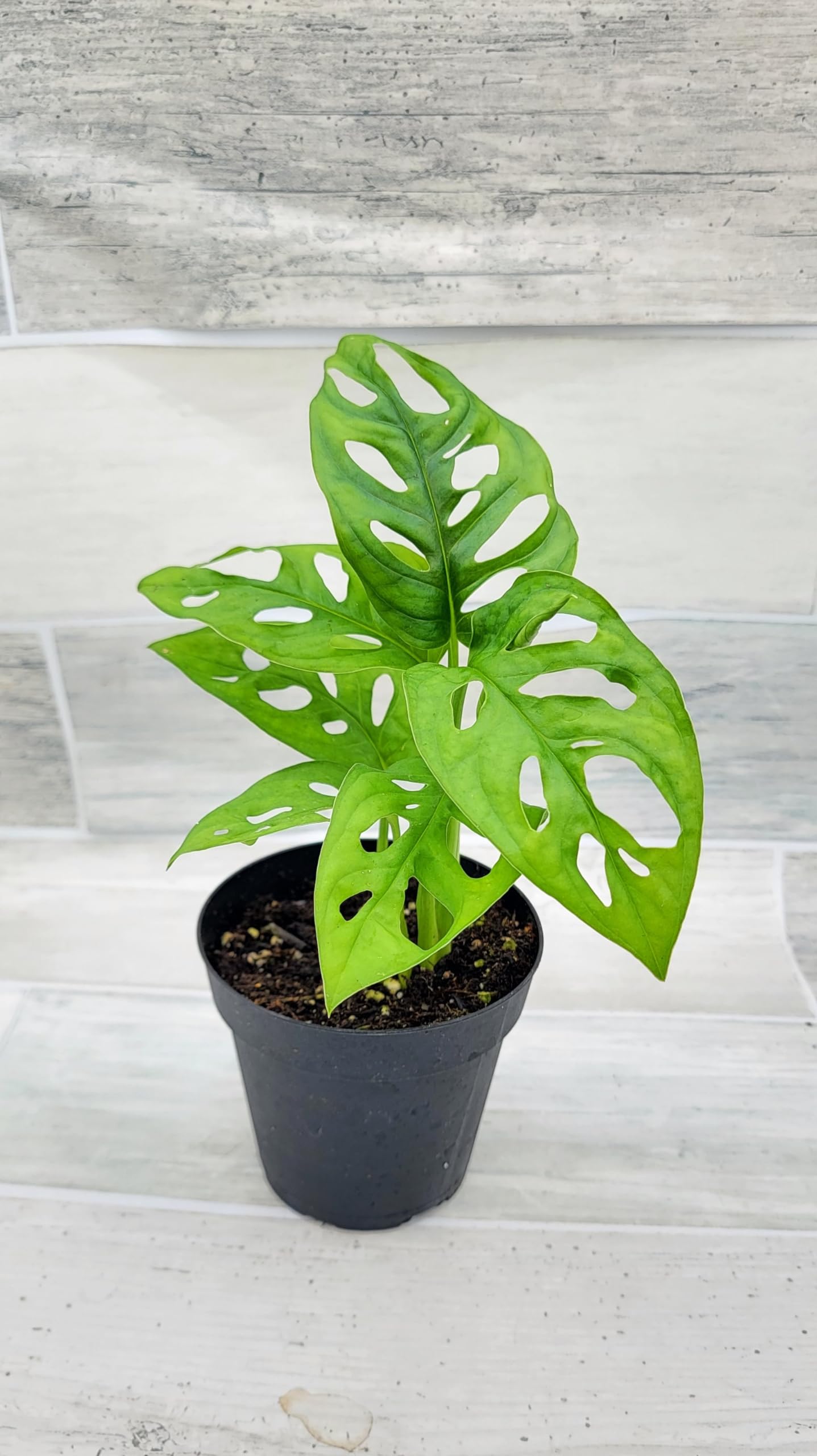 Monstera Adansonii Philodendron Swiss Cheese Live Plant 4" Pot by 3exoticgreen - Plants Live Houseplants, Indoor Plants, Monstera Plant for Home Decor