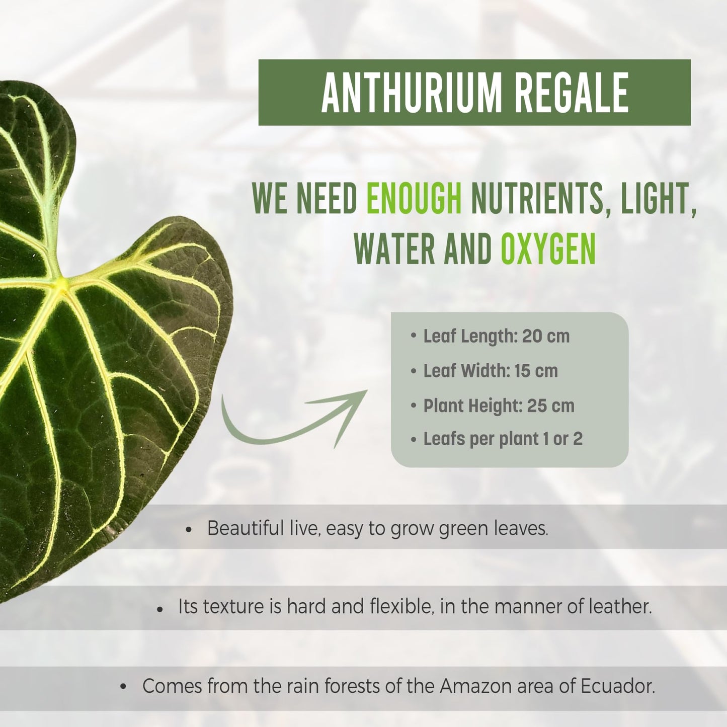 LEAL PLANTS ECUADOR Anthurium Regale Green Live House Plant for Indoor| Anthuriums Live Plant|Huge Anthurium Regale| Perfect for Home Decor, Unique Gift for Plant Lover