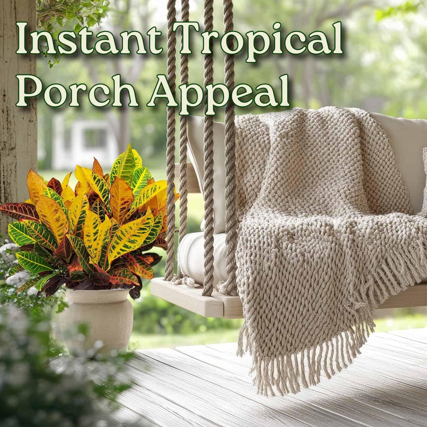Croton Petra Plant - Tropical Foliage Plant Live - Overall Height 20" to 24" - Tropical Plants of Florida