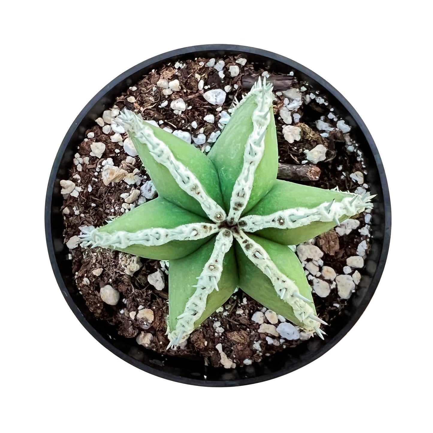 Sprout N Green Mexican Fence Post Cactus | Pachycereus marginatus, 4" to 6" High Live Cacti Plant, Office Home Décor, Keep Away from Pets