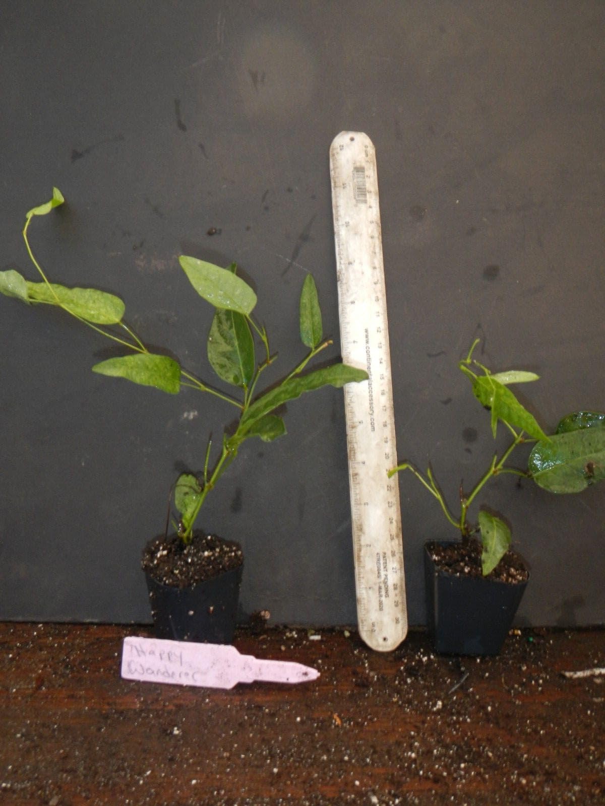 Live Plant - Happy Wanderer Hardenbergia Rooted Starter Plant
