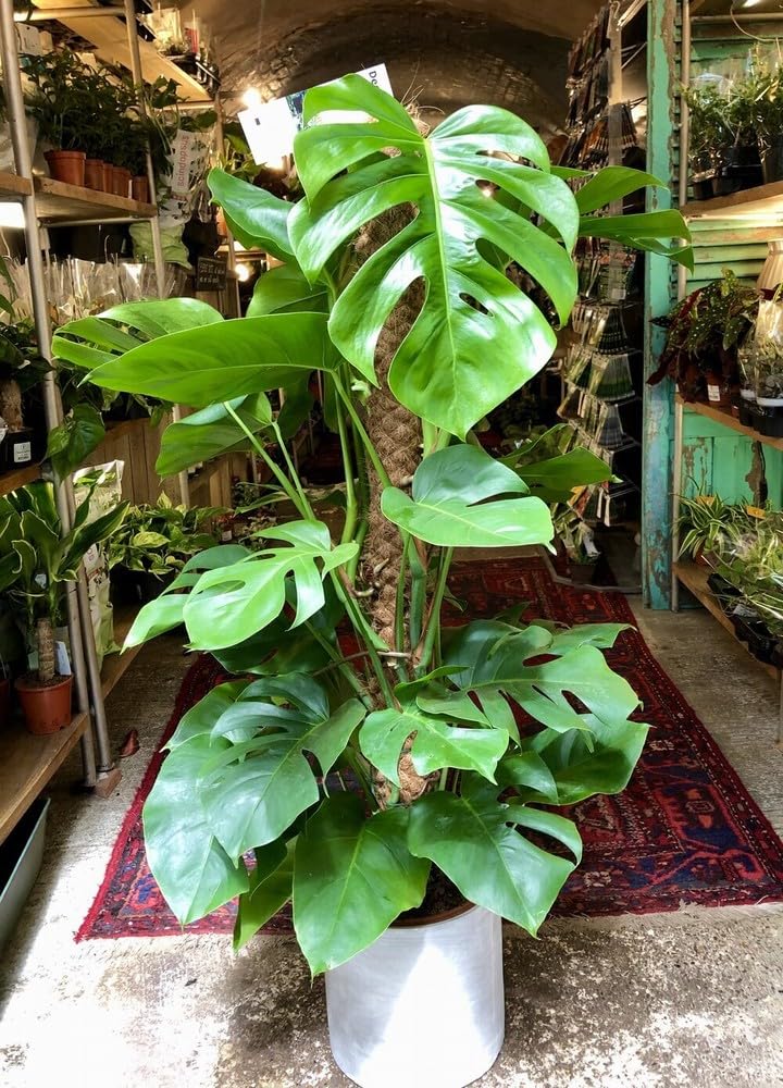 Fresh Monstera Plant Seeds for Planting 50pcs, Exotic Tropical Houseplant Seeds for Indoor & Outdoor Growing | Easy to Grow Monstera Deliciosa Seeds
