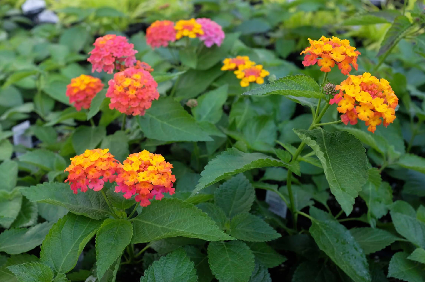 Lantana Plants Live - Confetti Pack of 3 Lantana Live Plants for Planting - 4-6 Inches Tall - Attracts Butterflies, Ideal for Containers, Easy Maintenance