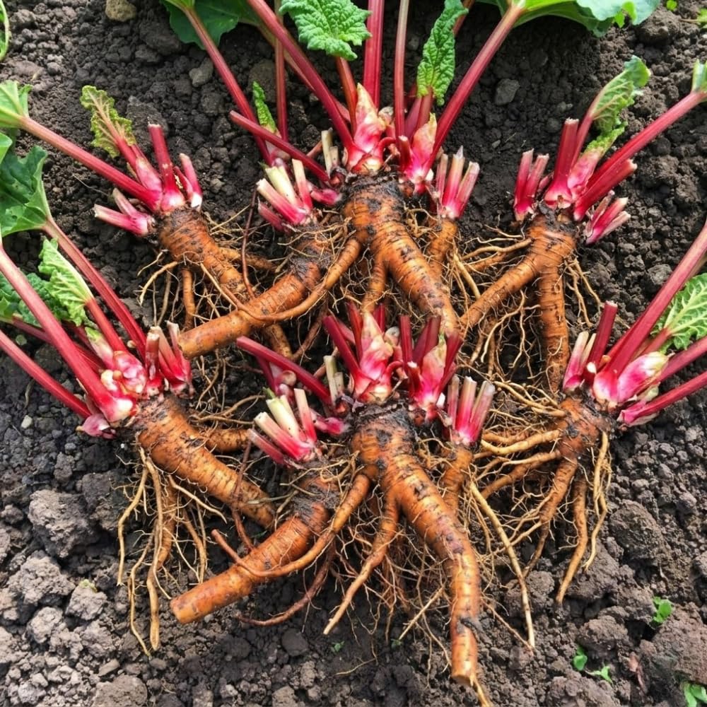 Pack 5 Rhubarb Crowns Extra Large (XL Size) Fast-Growing, Rhubarb Root Division Plant, High Yield, Rich Flavor, Red Stalks