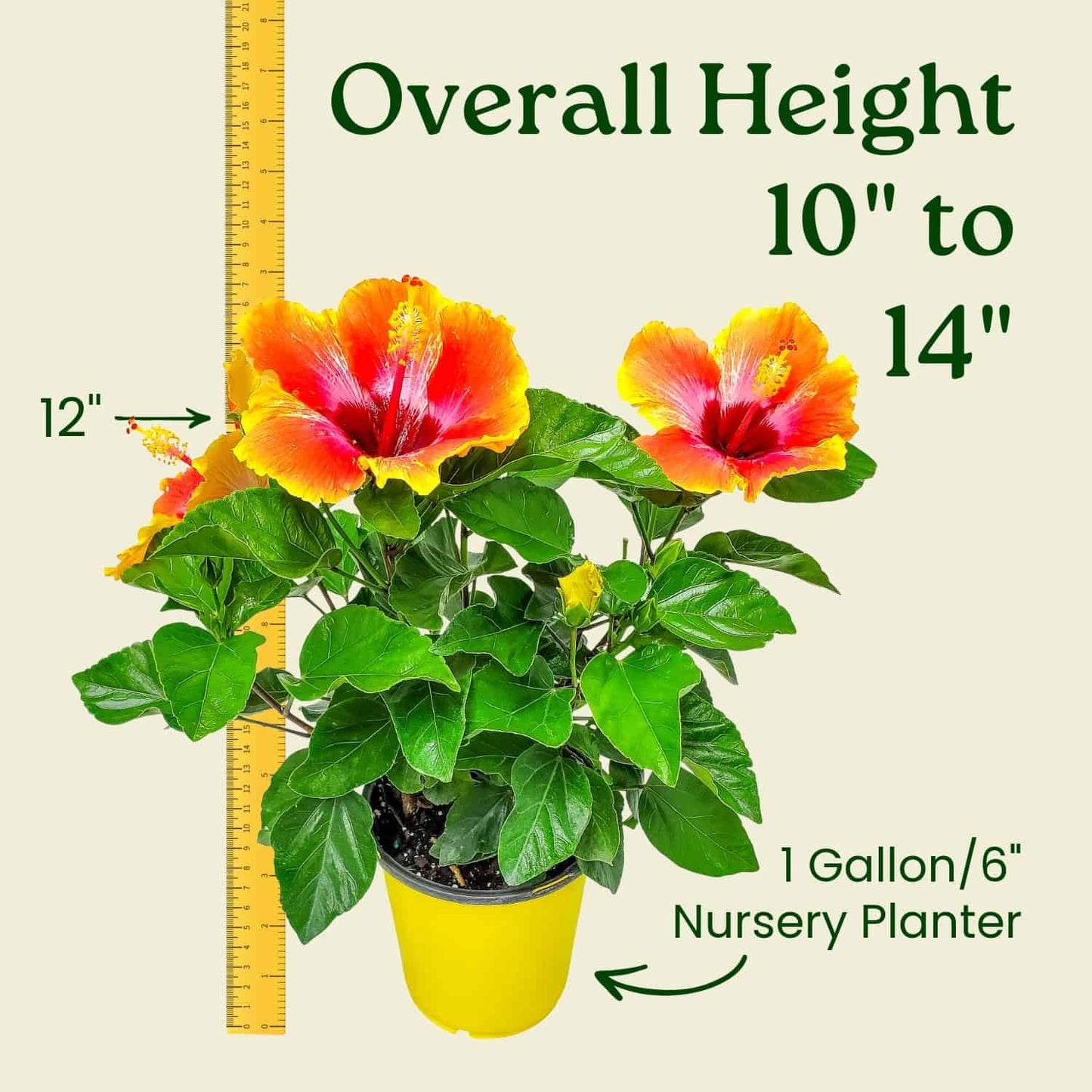 Fiesta Hibiscus Bush - Live Hibiscus Flowering Plant - Tropical Flower Plant - 1 Gallon Planter - Overall Height 10" to 14" - Tropical Plants of Florida