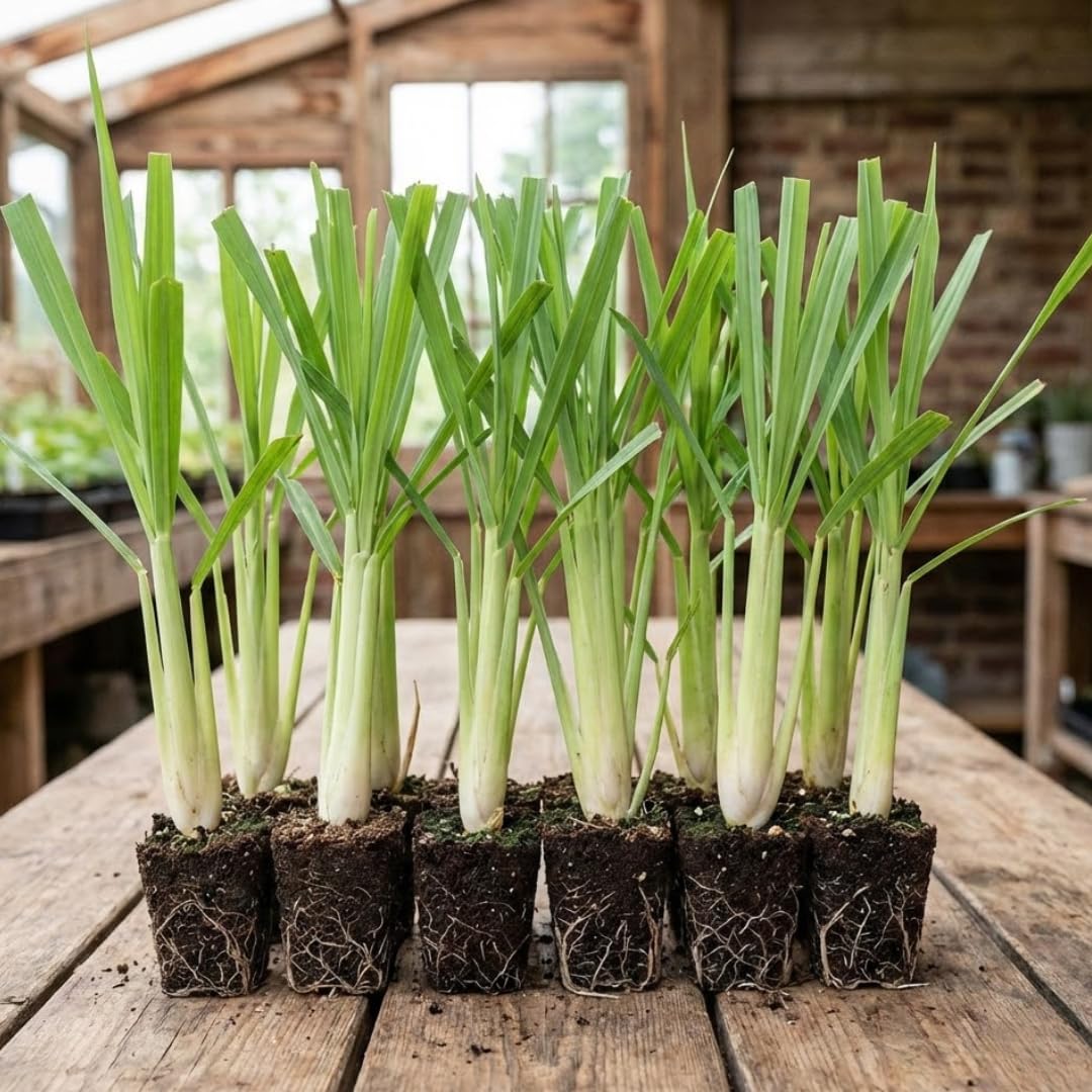 10 Large Lemon Grass Stalks Plants for Outside Live, Bare Root Lemongrass Plants Live Fresh Well-Rooted, Lemongrass Herb Plants, No Pot