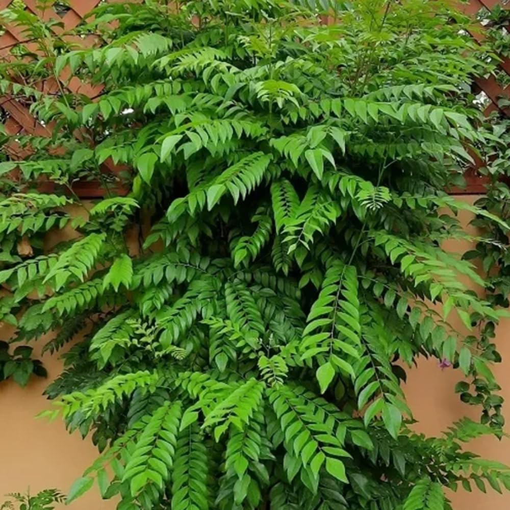 Moringa Plant Live, Moringa Oleifera Live Plant 4” Potted, Fast-Growing Tree for Indoor Outdoor Gardens