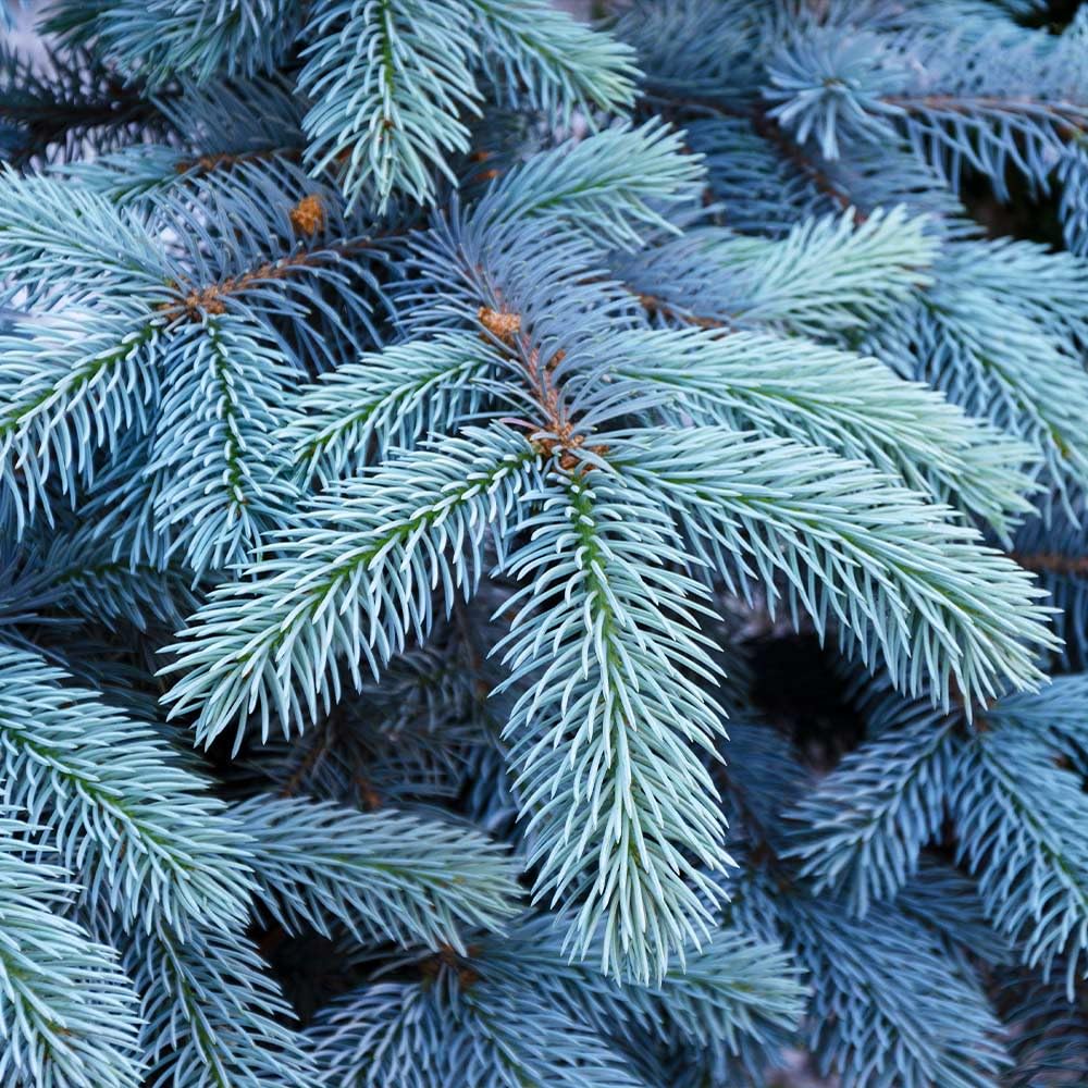 Brighter Blooms - Colorado Blue Spruce Tree, 1-2 ft. - No Shipping to AK, AZ, HI