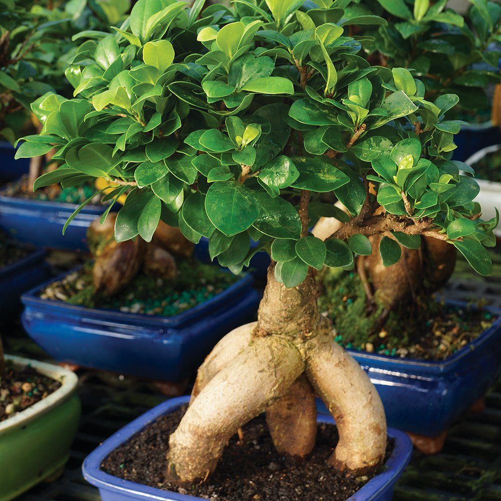 Brussel's Bonsai Live Ginseng Grafted Ficus Indoor Bonsai Tree - Medium, 6 Year, 8 to 12 In - Live Bonsai Tree in Ceramic Bonsai Pot and Humidity Tray