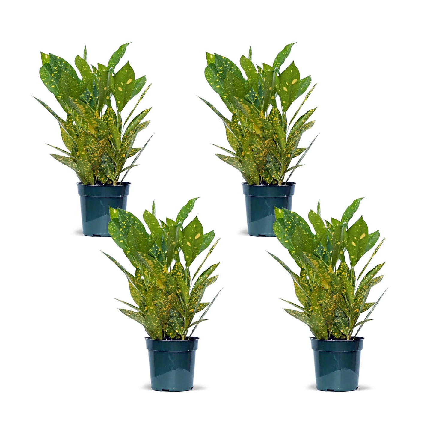 4 Pack Live Croton Gold Dust, Indoor Potted Houseplant, Housewarming Gift, Plant Lover Gift, Christmas Gift, Birthday Gift, Office Plant in 4" Pot