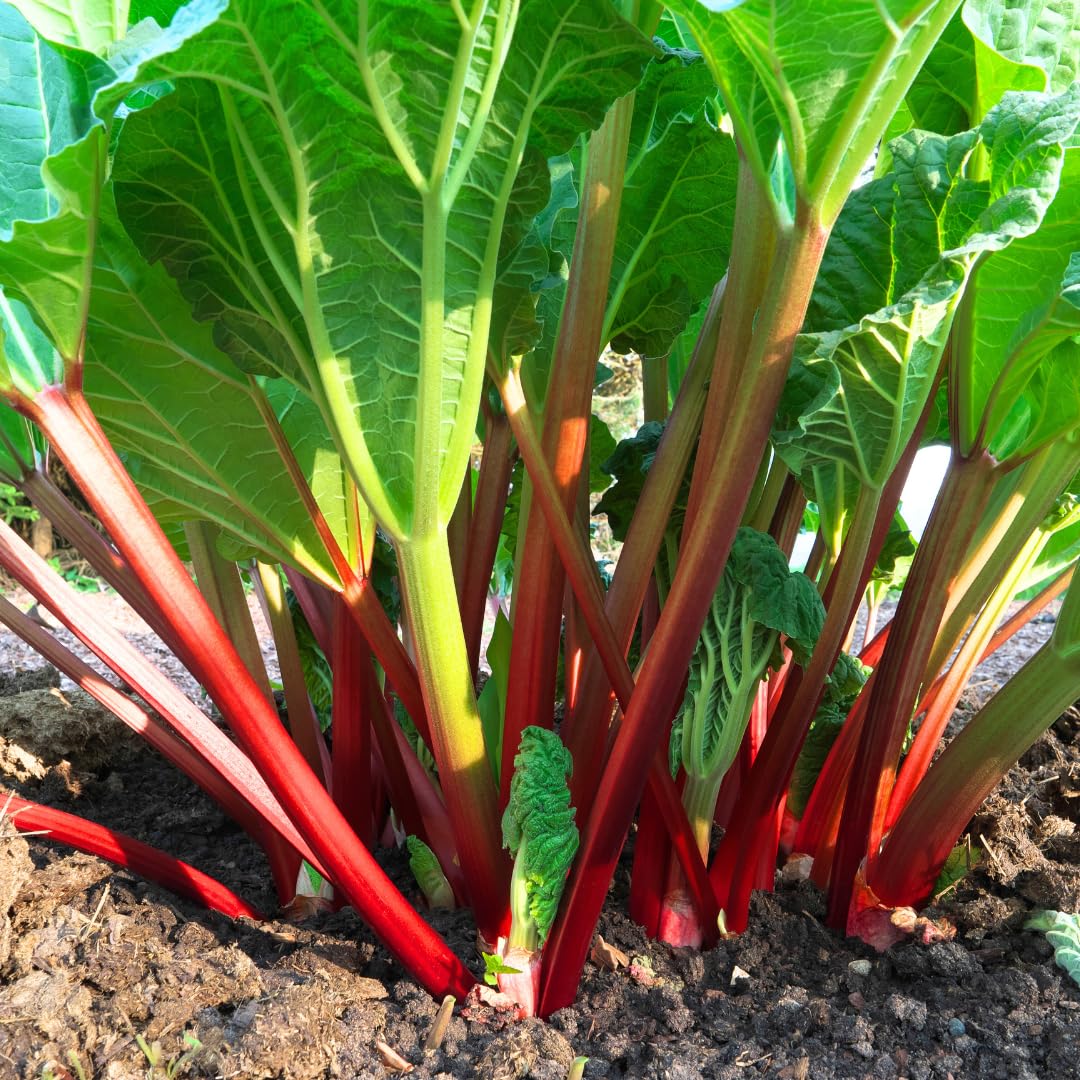 05 Rhubarb Roots for Planting, M Size Red Rhubarb Plants Crown Rhizomes Vegetable for Planting, Hardy Perennial Vegetables