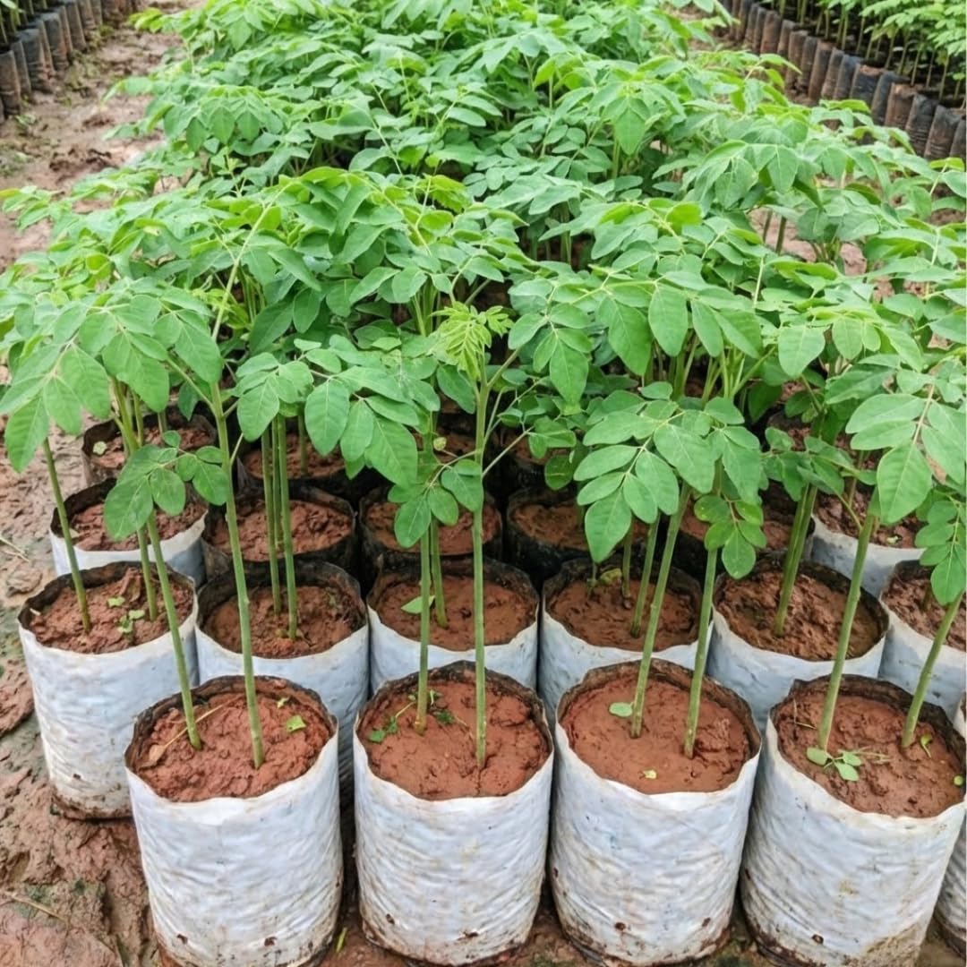 Live Moringa Tree Plant 5 Months Old, Moringa Oleifera Plant Seeddlings from 6 Inches Tall, Malunggay Horseradish Drumstick Tree for Zones 9-11