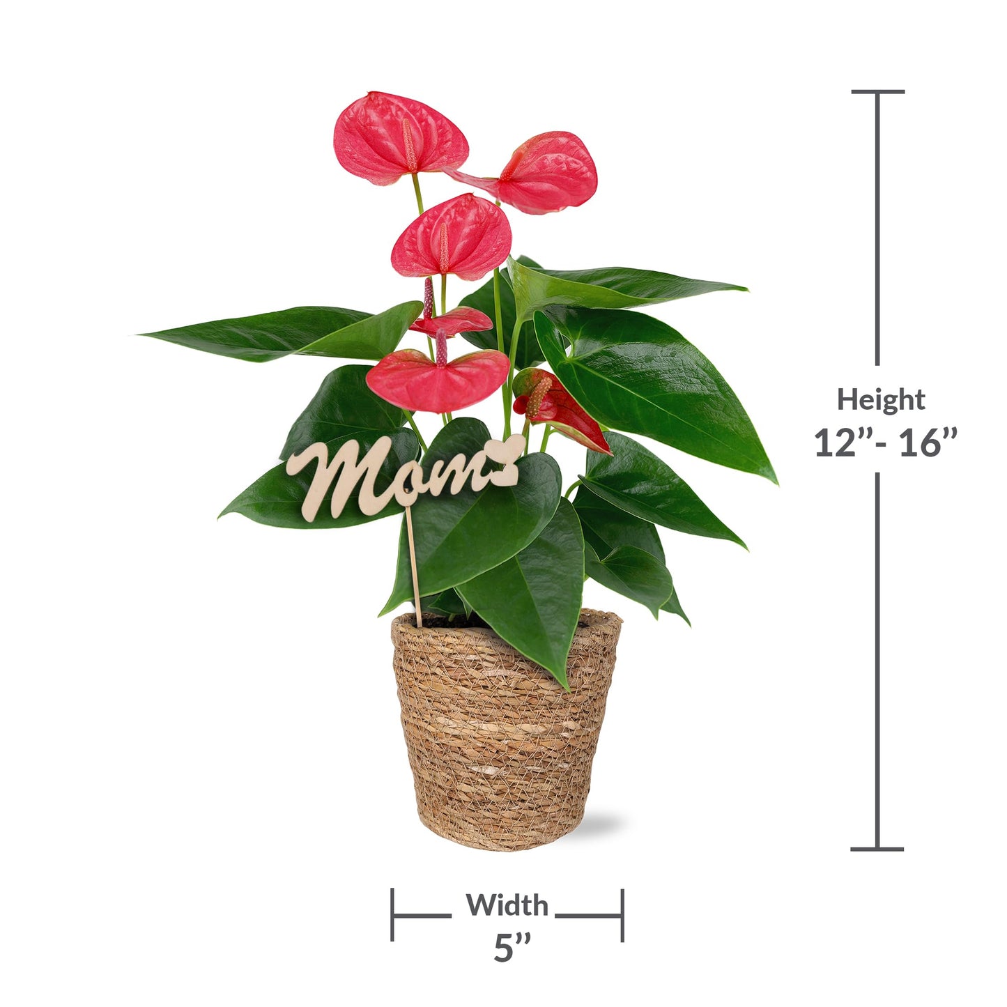 Green Circle Growers 5" Pink Anthurium in Seagrass Pot with Mom Pick, Live Indoor Plants, House Plant