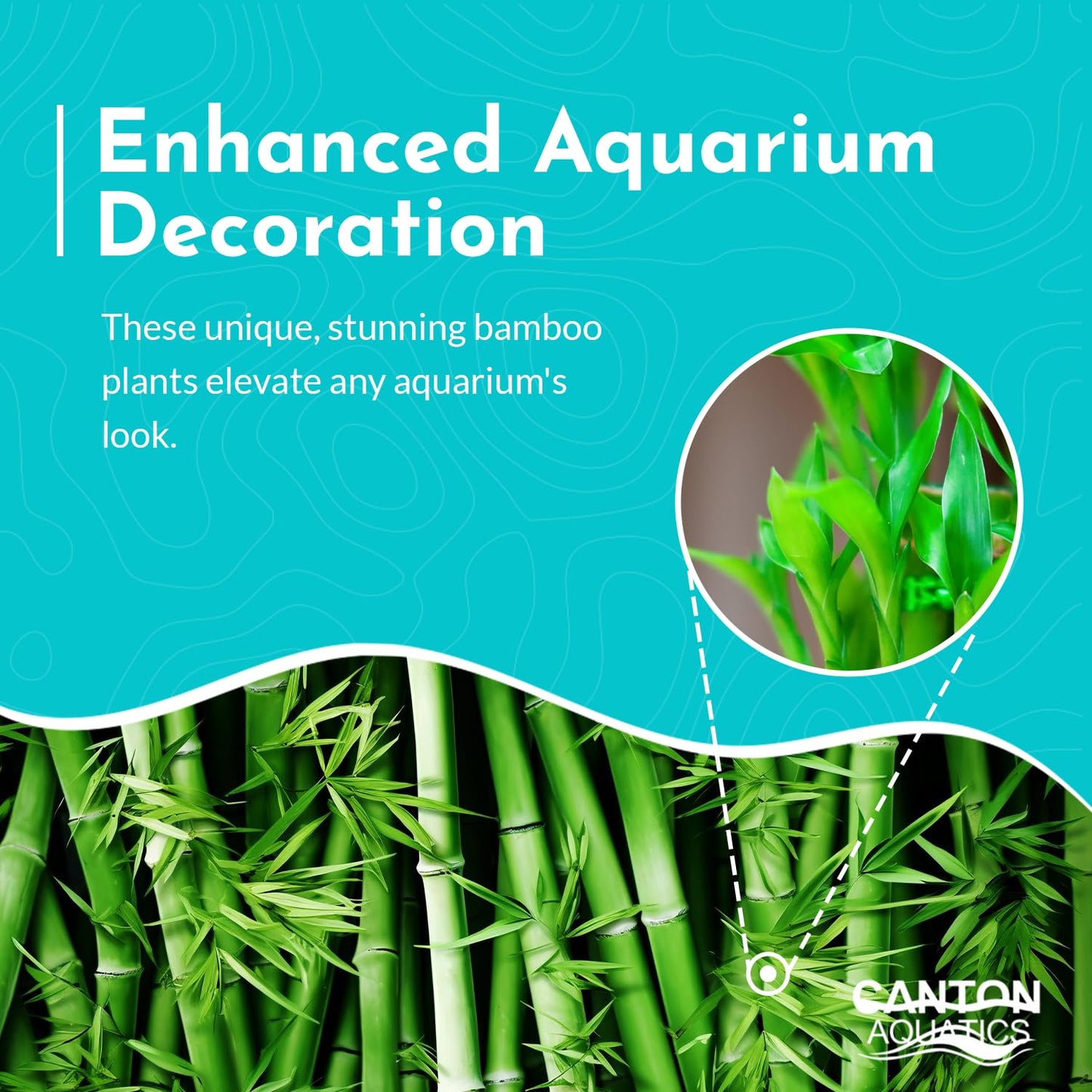 Canton Aquatics Lucky Bamboo 5 Pack - 8 Inches Tall Bamboo Plant, Real Plants Indoor Decor, Perfect Small Plant for Home and Office, Live Bambu, Easy to Grow Dracaena Sanderiana