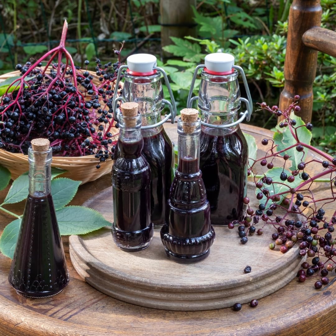 Hardy Black American Elderberry Bushs Live Plants, 1-2 Feet Sweet Elderberry Plants Fruit Trees for Outdoor Planting