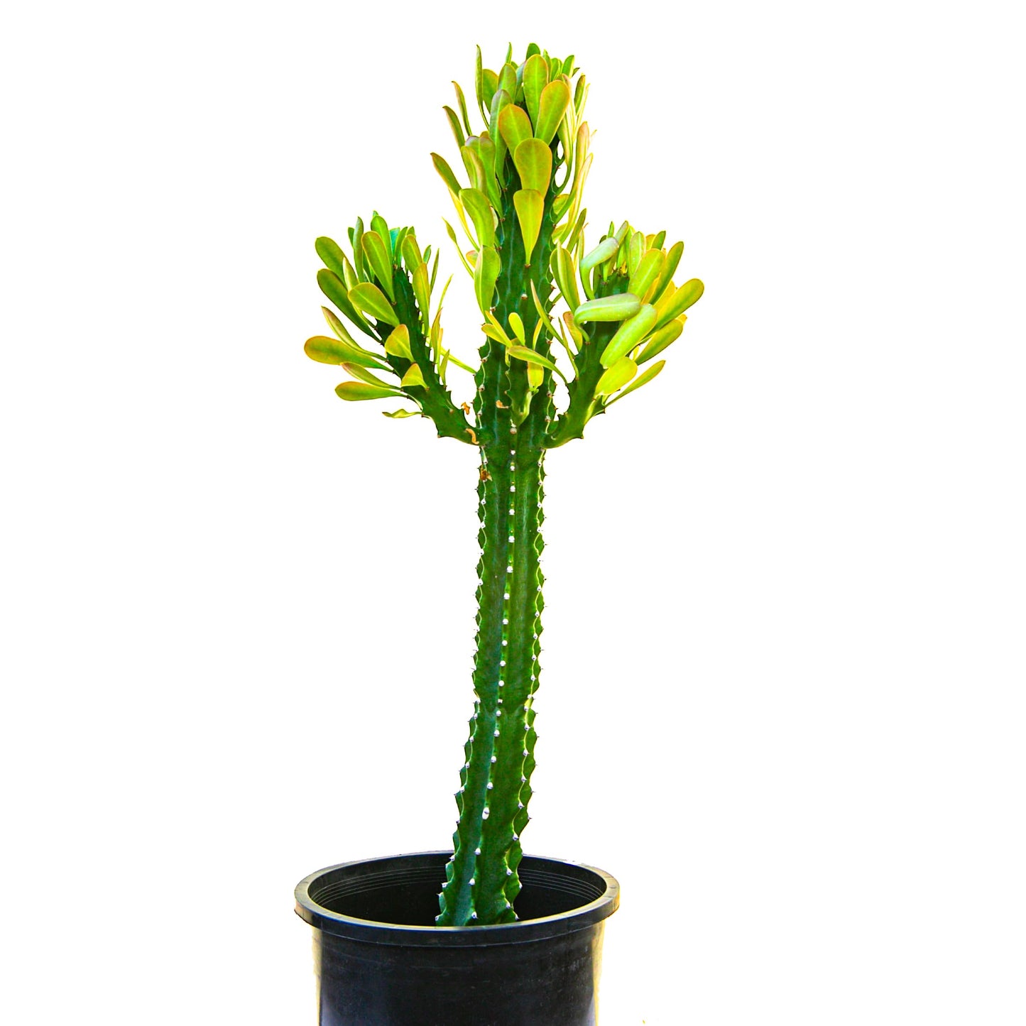 Cactus Outlet - Cactus Plants Live, Euphorbia Royaleana Live Cactus 18”-24" - Rare Large Live Cactus - Landscape Ready Large Cactus Plant Live Delivered Right to Your Door