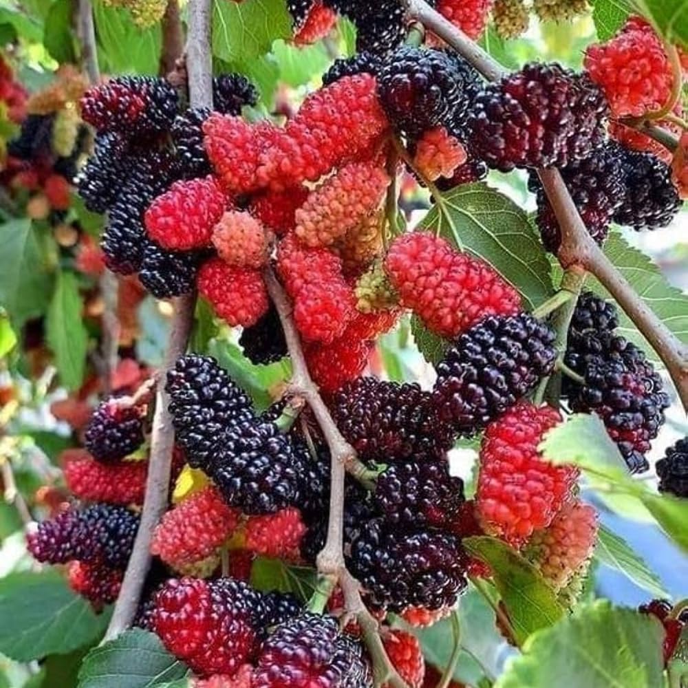 Red Mulberry Tree for Planting 4 to 8 Inch Tall, Mulberry Live Plant Outdoor, Mulberry Fruits