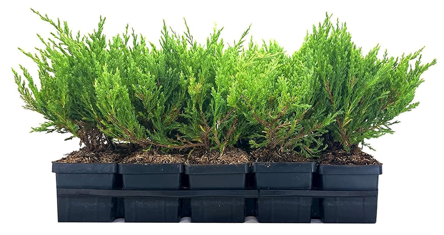 Juniper Andorra Compacta | 1 Live 4 Inch Pot | Juniperus horizontalis ‘Andorra Compacta’ | Low-Growing Evergreen Ground Cover | Drought-Tolerant Landscaping Plants
