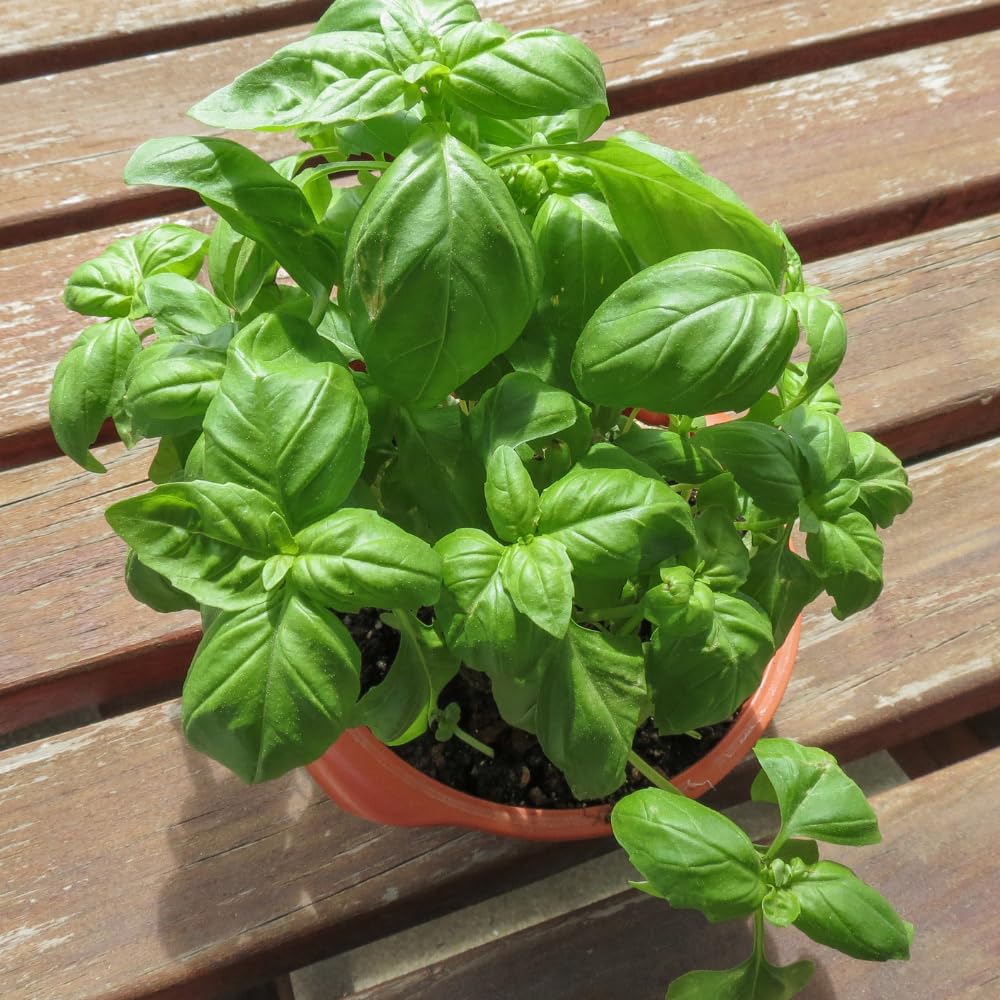 Sweet Basil Plant, 4-6" Basil Plants Live for Planting Outdoor Indoor Garden, Fragrant Herb Plants, 2 Plants Each 4" Pot