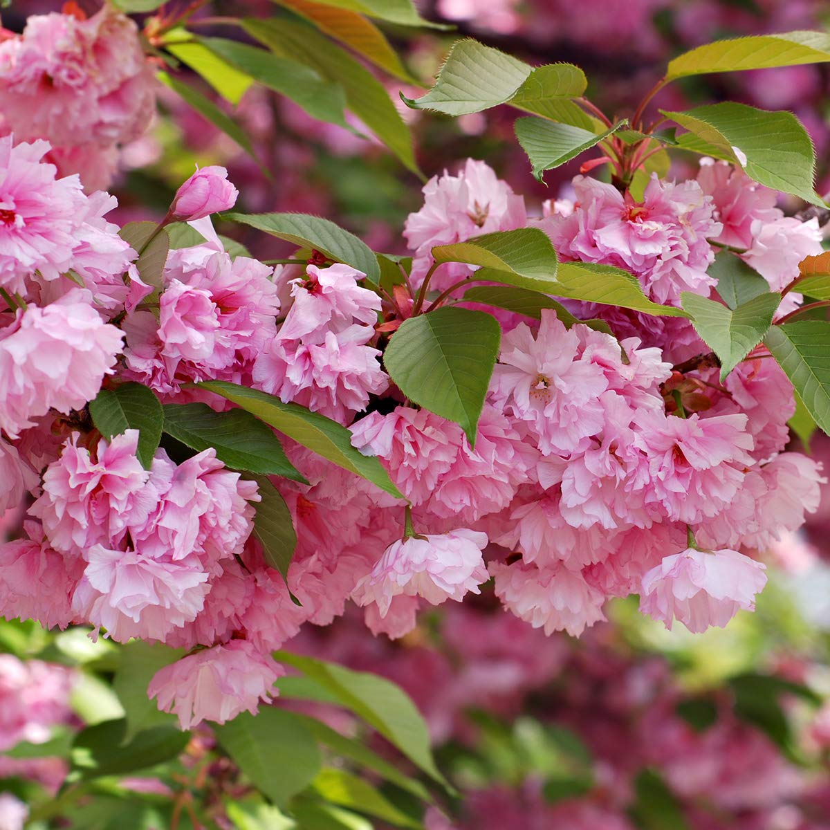 Van Zyverden Ornamental Tree Cherry Kwanzan 1 Root Stock