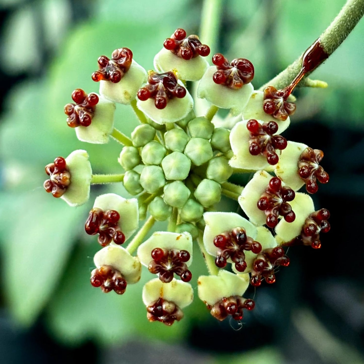 Hoya Kerrii Heart Plant Live, Hoya Plants Live Houseplants for Indoor Outdoor Garden Planting, Large Plants